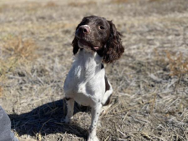WELL STARTED SPRINGER English Springer Spaniel