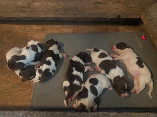 RARE BRITISH LINES English Springer Spaniel