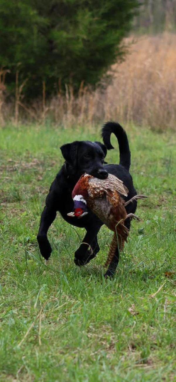FINISHED UPLAND LAB Labrador Retriever