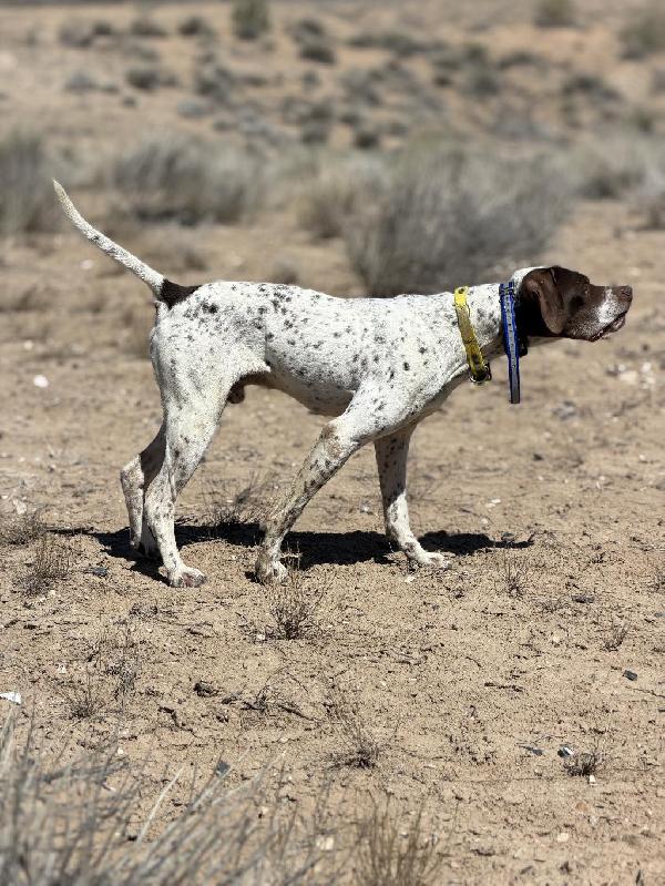FINISHED EXPERIENCED POINTER English Pointer
