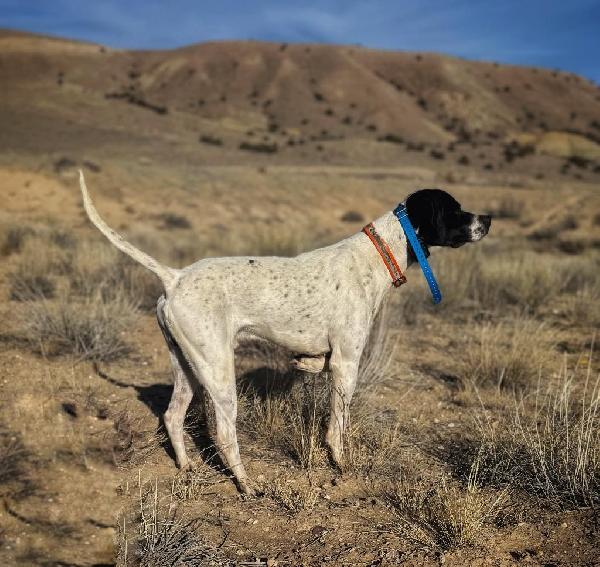 ENGLISH POINTER English Pointer