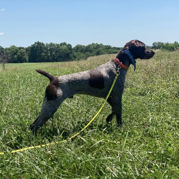 GSP FOR STUD - EXTRAORDINARY PEDIGREE! German Shorthaired Pointer