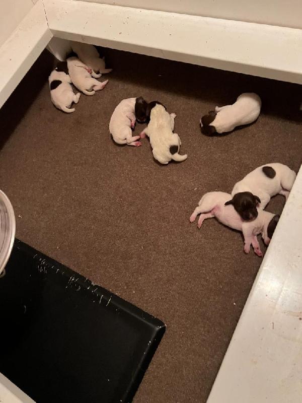 SADDLEUP SPRING LITTER German Shorthaired Pointer