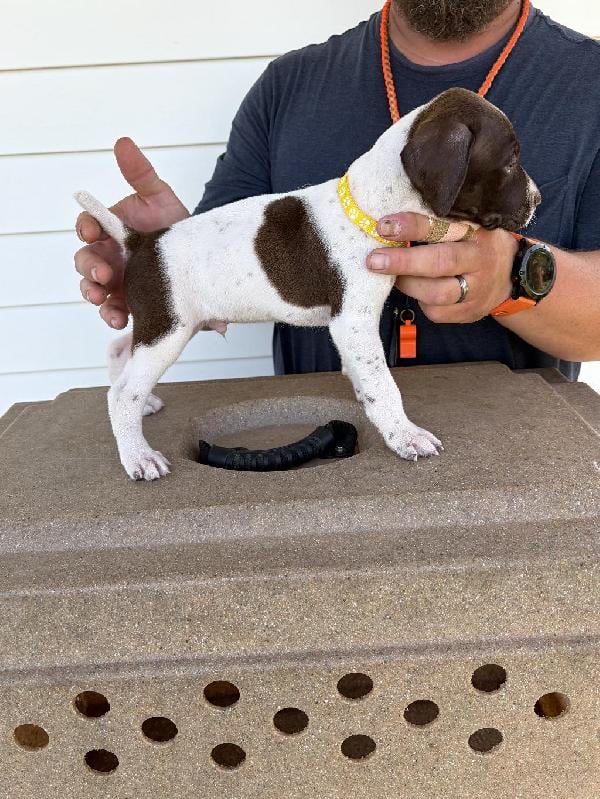 GERMAN SHORTHAIR PUPS German Shorthaired Pointer