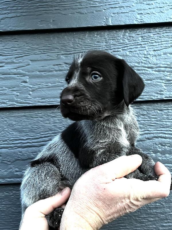 AKC GERMAN WIREHAIRED POINTER LITTER German Wirehaired Pointer
