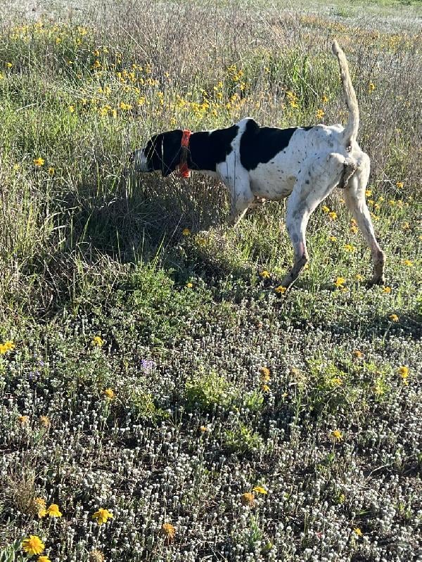 STARTED MALE POINTER