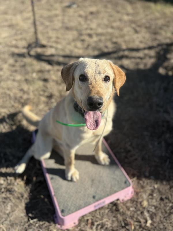STARTED MALE LAB Labrador Retriever