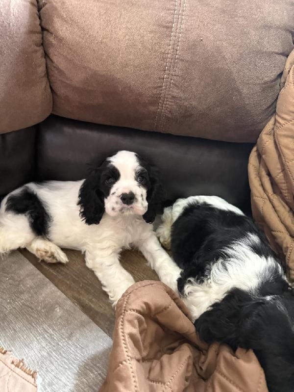 AMERICAN COCKERS FOR HUNTING English Cocker Spaniel