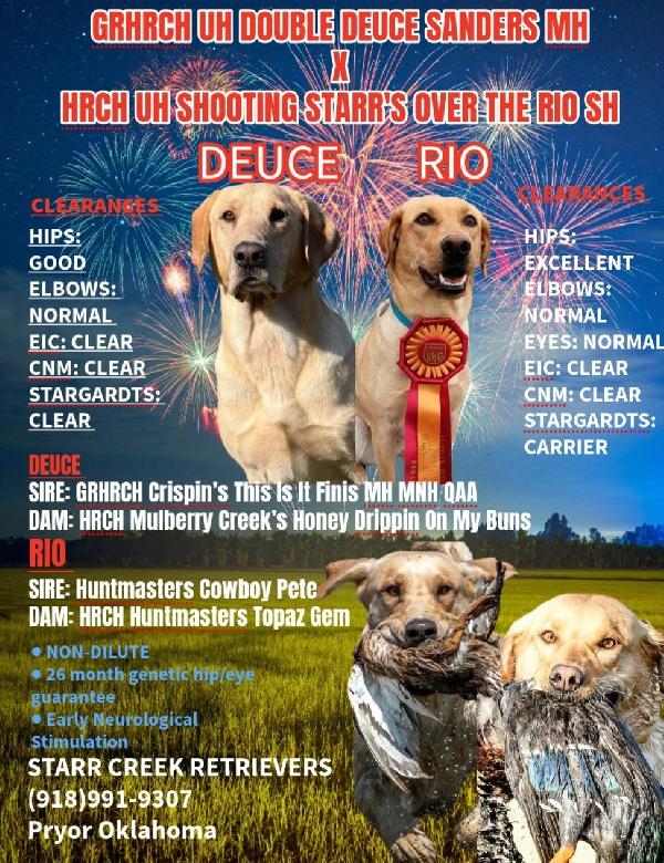 GRHRCH UH DEUCE MH X HRCH UH RIO SH Labrador Retriever
