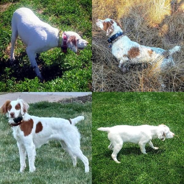 AKC BRITTANY PUPS American Brittany