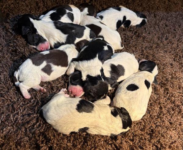 FIELD BRED ENGLISH SPRINGER SPANIELS English Springer Spaniel