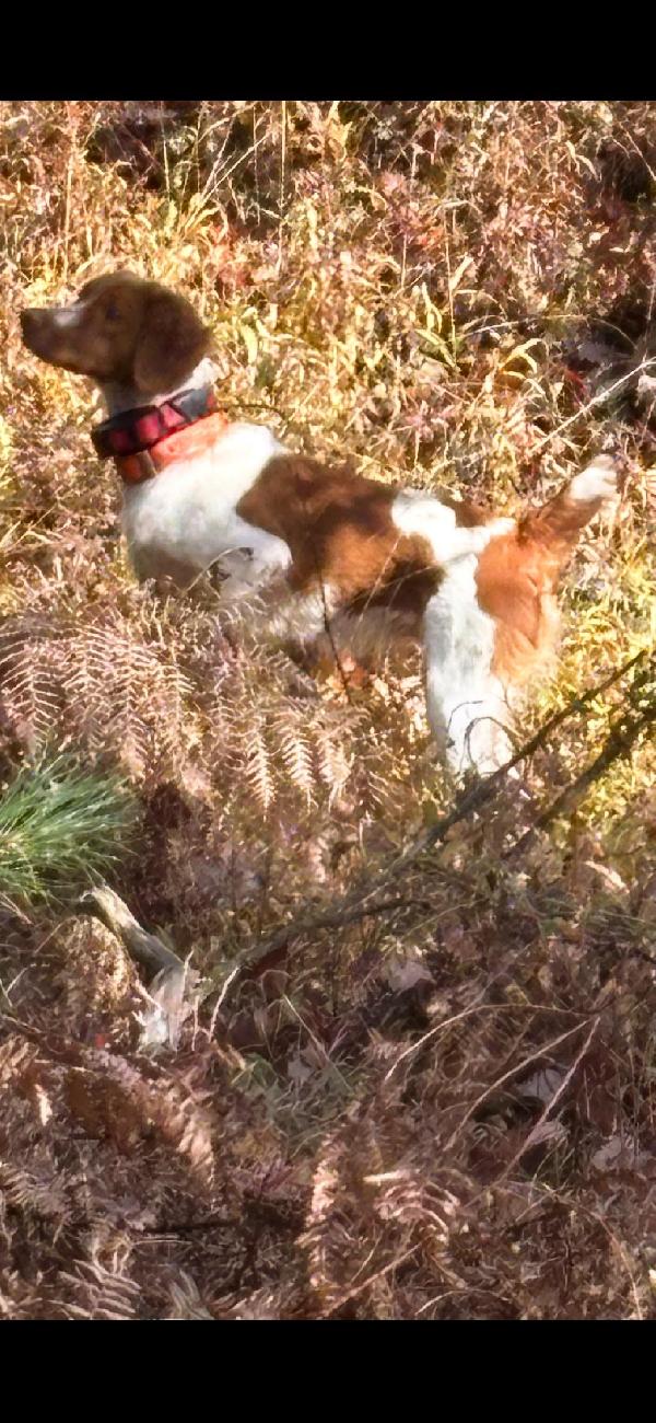 BRITTANY MALE PUPS BORN 4/4/26 American Brittany