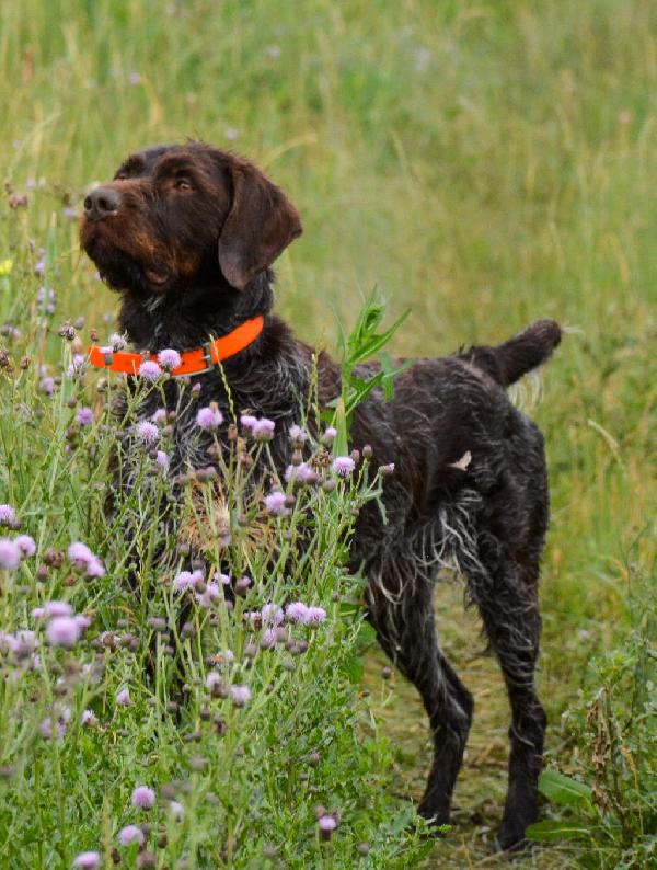 WIREHAIRED POINTING GRIFFON PUPPIES Wirehaired Pointing Griffon