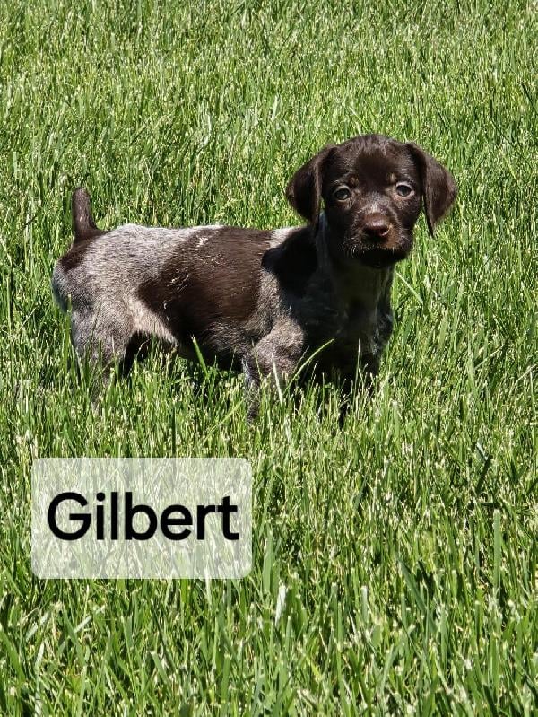 GWP PUPS German Wirehaired Pointer