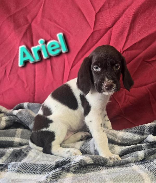 GWP PUPS German Wirehaired Pointer