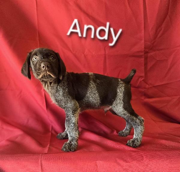 GWP PUPS German Wirehaired Pointer