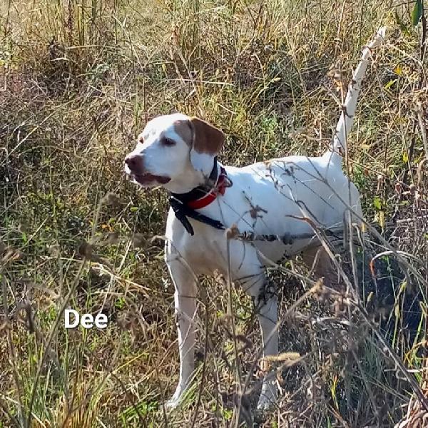 DEE ENGLISH POINTER English Pointer