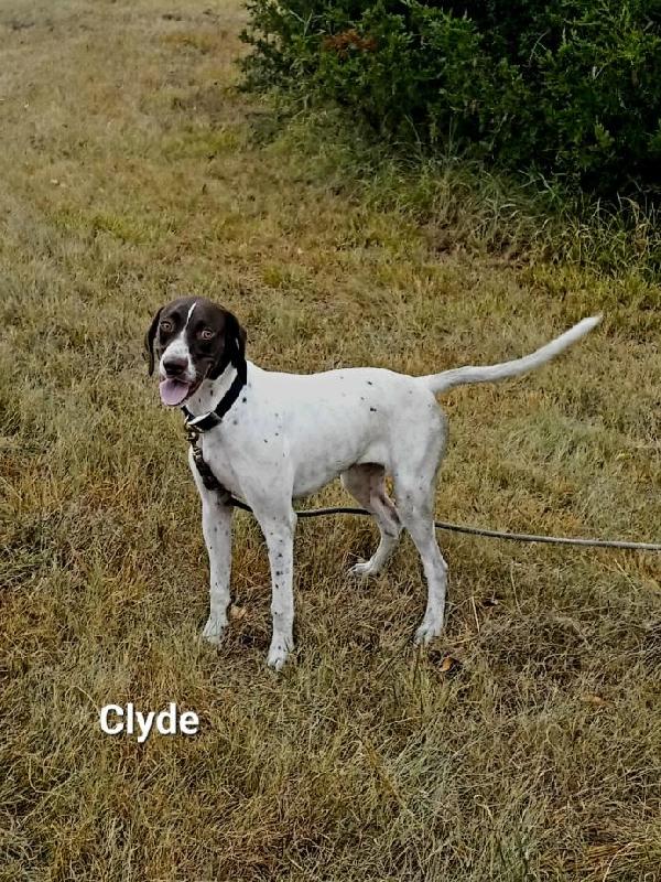 CLYDE ENLISH POINTER English Pointer