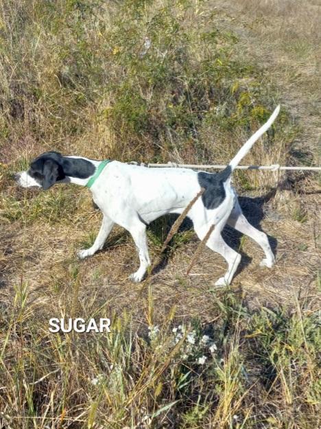 SUGAR ENGLISH POINTER English Pointer
