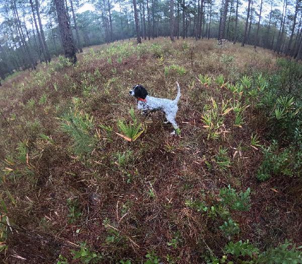 ENGLISH SETTER PUPS IN MAINE 2026 English Setter
