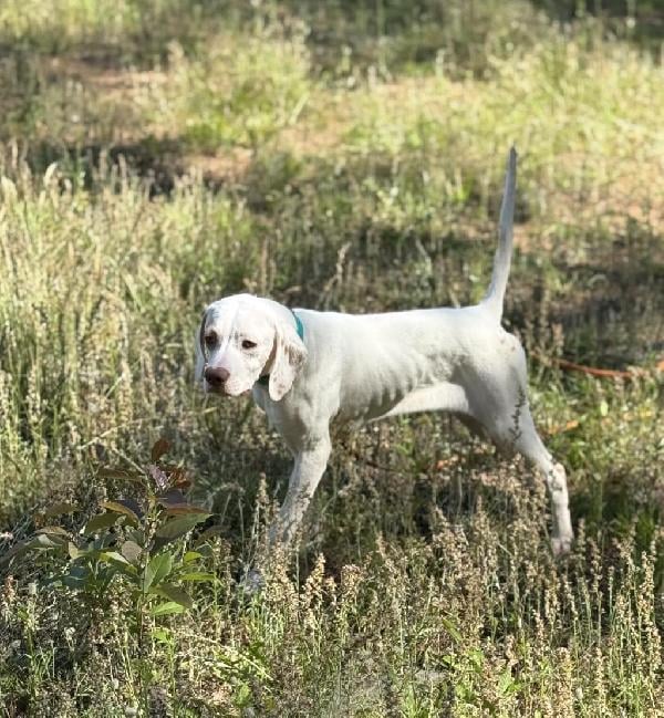 NICE WELL BRED PUPPY English Pointer