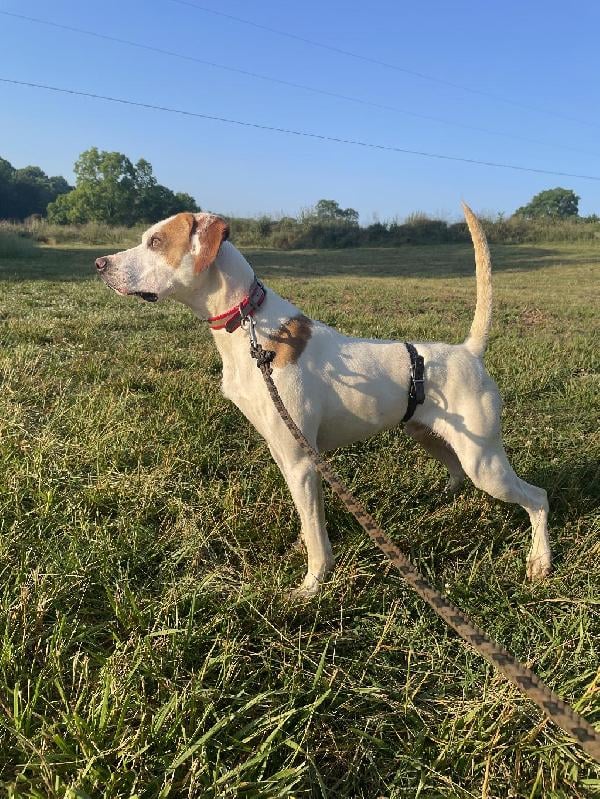 HANEY’ SILVER DOLLAR MALE PUP English Pointer