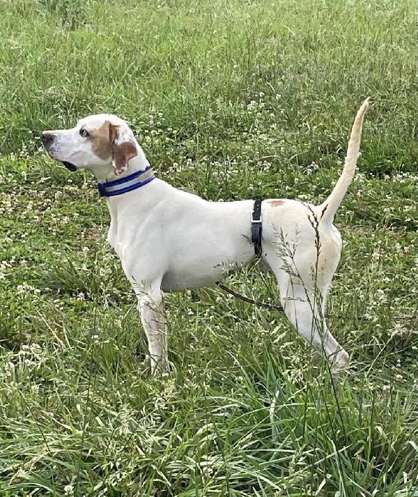 HANEY’S SILVER DOLLAR MALE PUP English Pointer