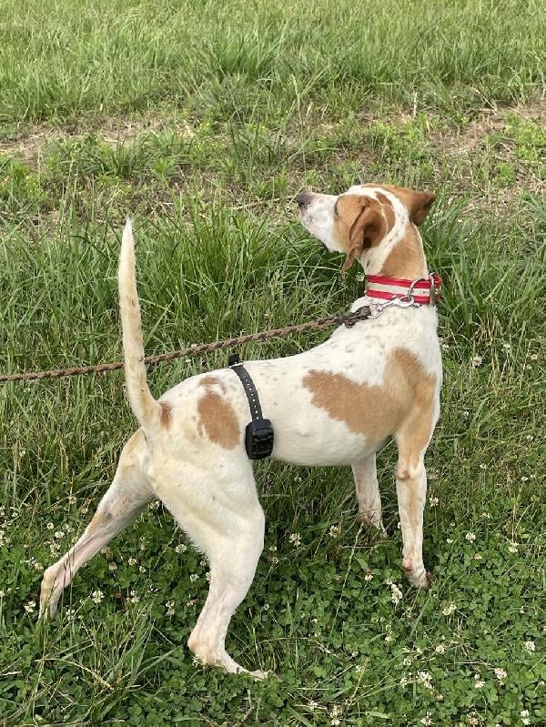 HANEY’S SILVER DOLLAR MALE PUP English Pointer
