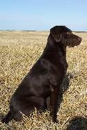 Master Hunter / QAA Sired Chocolate Females
