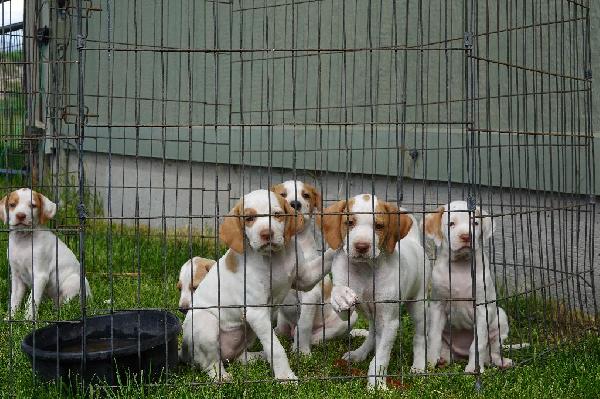 POINTER PUPS English Pointer