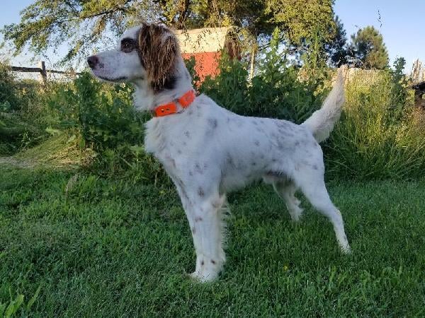 CHESTNUT MALE @ STUD English Setter