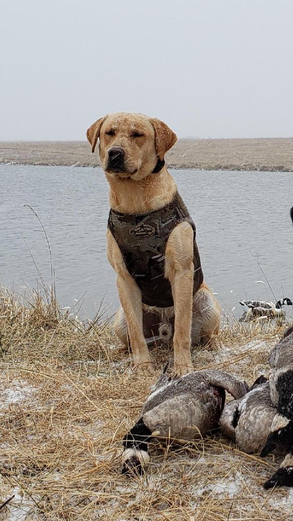 JH STUD IN KS Labrador Retriever