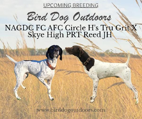 SHORTHAIRS IN KS German Shorthaired Pointer