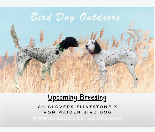 SETTERS IN KS English Setter