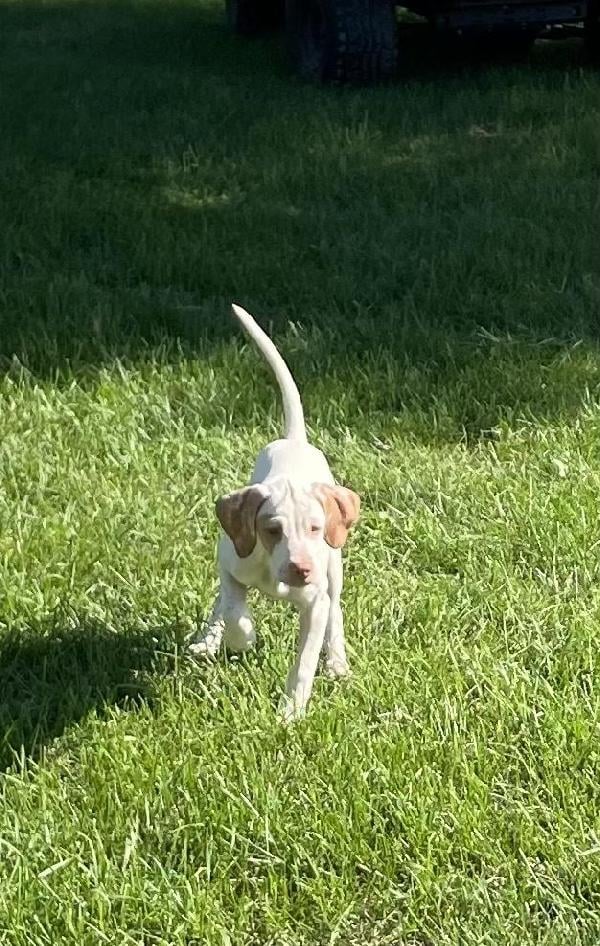 POINTER PUPS FOR SALE