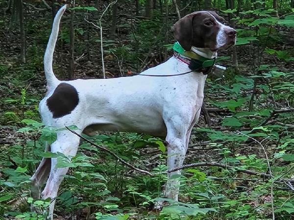 ENGLISH POINTER PUPPIES FOR SALE English Pointer