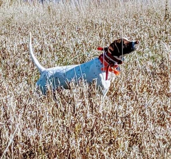 HONKY TONK ROCKYBOY English Pointer