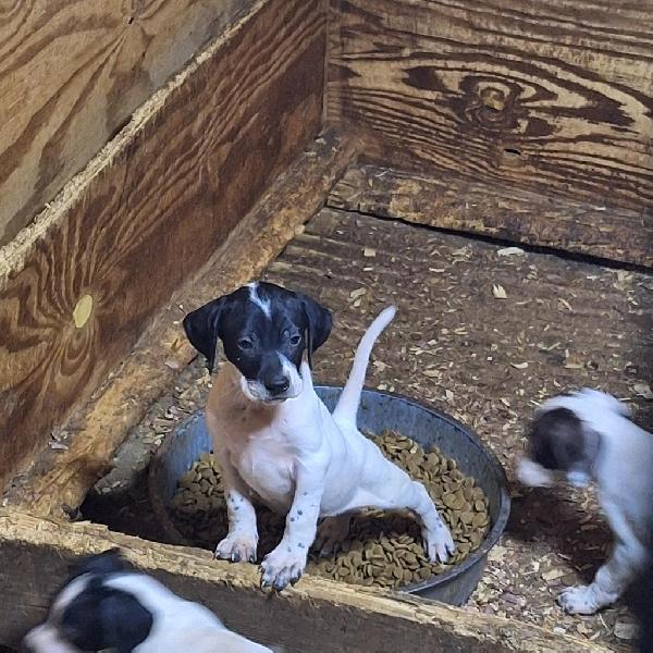 JETT QUEST PUP English Pointer