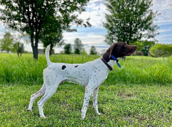 STUD…. FC AFC CIRCLE H’S TRU GRIT German Shorthaired Pointer