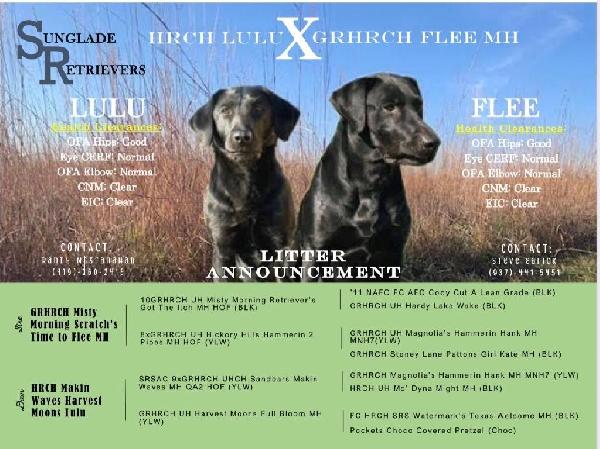 LULU X FLEE PUPPIES - BLACKS AND YELLOWS Labrador Retriever