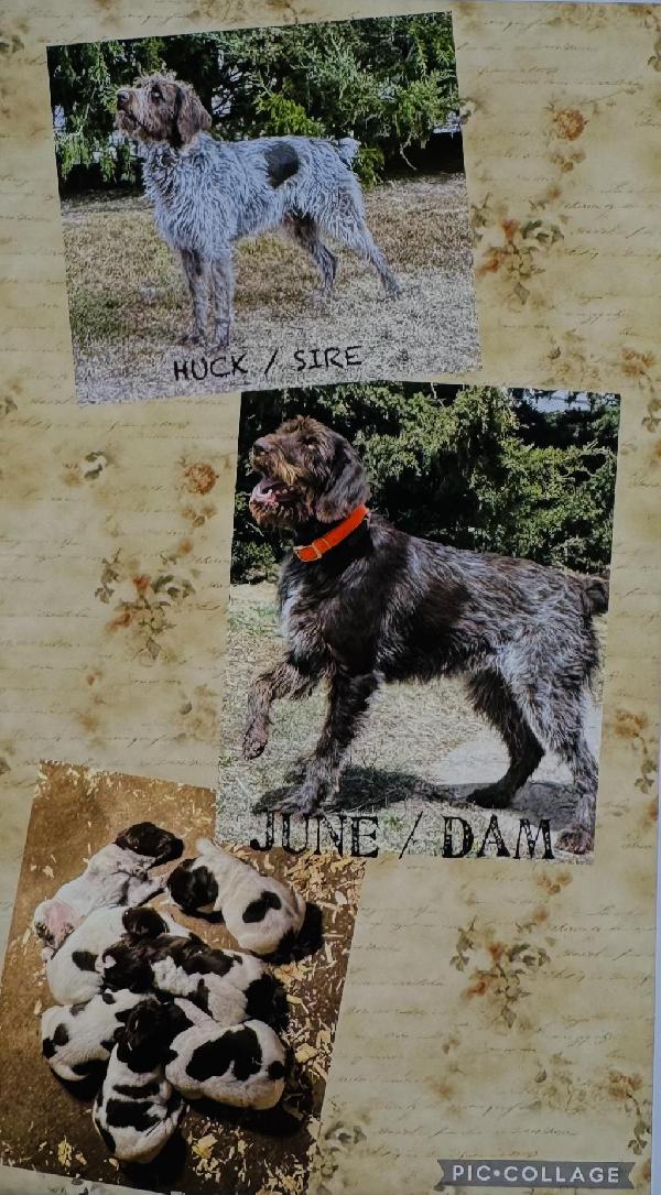 GERMAN WIREHAIRED POINTER PUPS. German Wirehaired Pointer