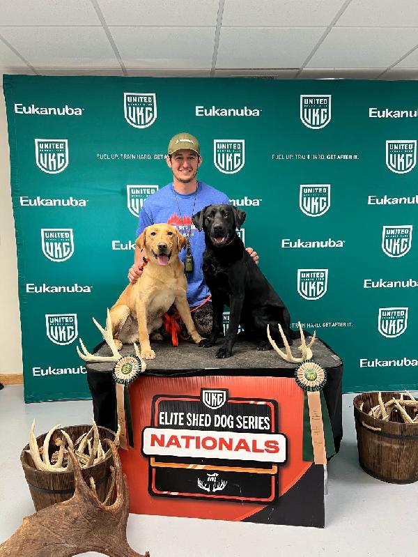 PREMIER AKC CHAMPION, BLOODLINE LABRADOR Labrador Retriever