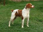 Brittany litter in Texas 