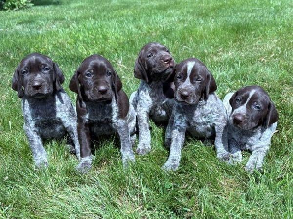 GERMAN SHORTHAIRED POINTER PUPPIES German Shorthaired Pointer