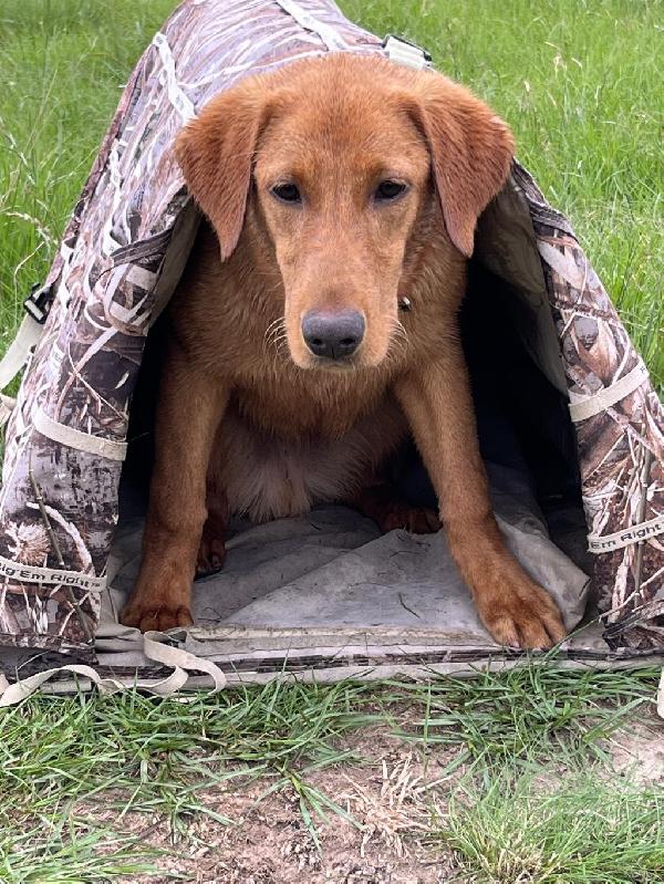 EDMONDS XTREME GUN DOGS 2023 - ALL SOLD Labrador Retriever