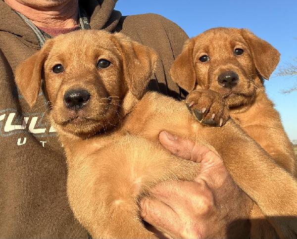 EDMONDS XTREME GUN DOGS 2024 COMPLETE LINEUP Labrador Retriever