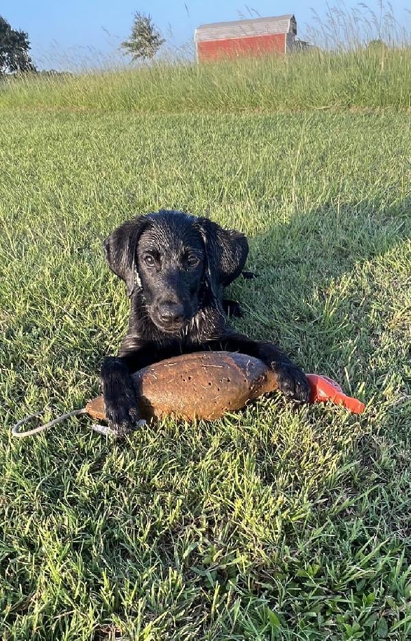 EDMONDS XTREME GD 2025 LINE UP - ALL SOLD Labrador Retriever