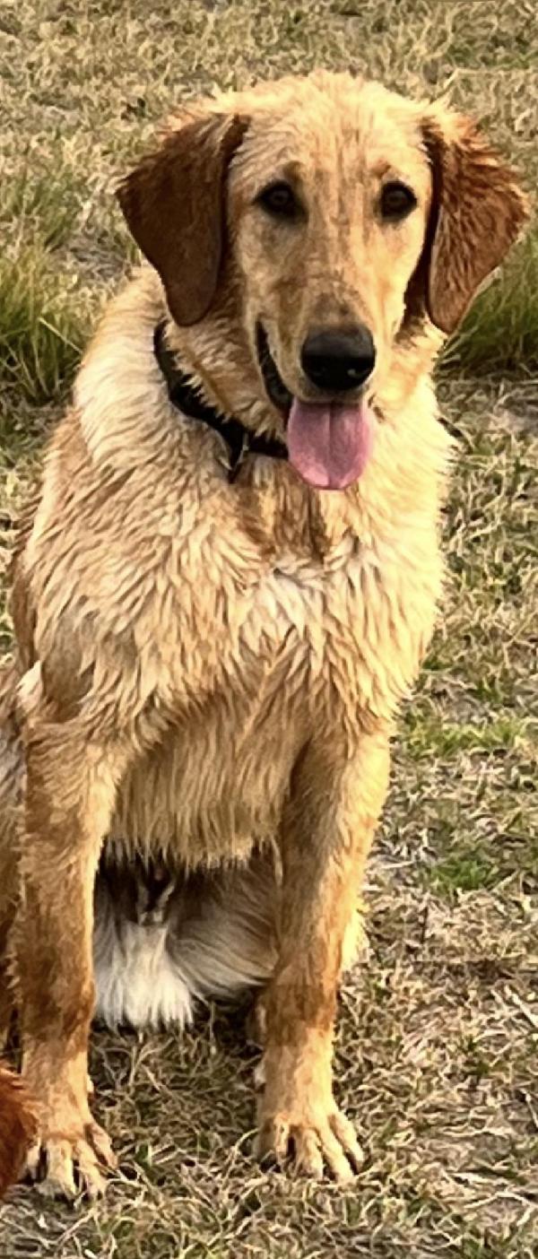 EDMONDS XTREME GUN DOGS - DAGGER. **SOLD** Labrador Retriever