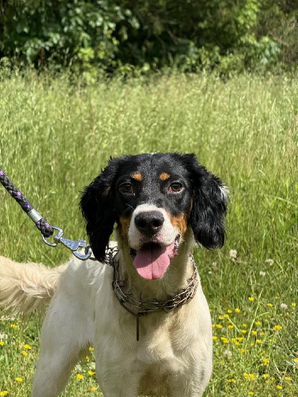 GROWNUP STARTED PUPPY English Setter