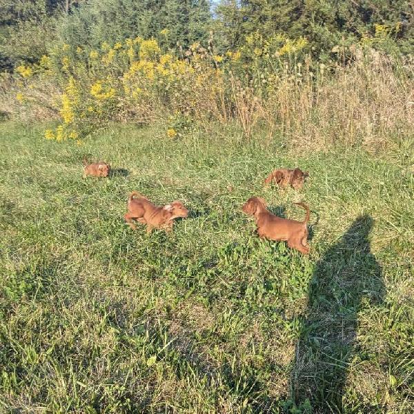 RED SETTER MALE PUPPIES Irish Setter